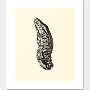 Monitor lizard Posters and Art